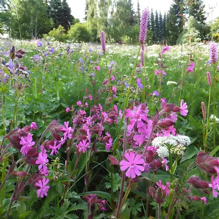 Wiesenblick Mit Terrasse Im Fischer